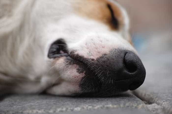 Perro fallecido en casa esperando que se realice un servicio para retirarlo