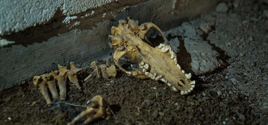 Un animal muerto para retirar