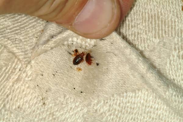 Dónde se esconden las chinches