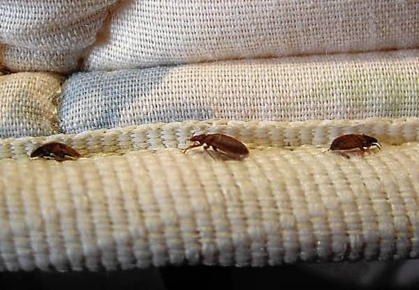 Cómo saber si tengo chinches en casa