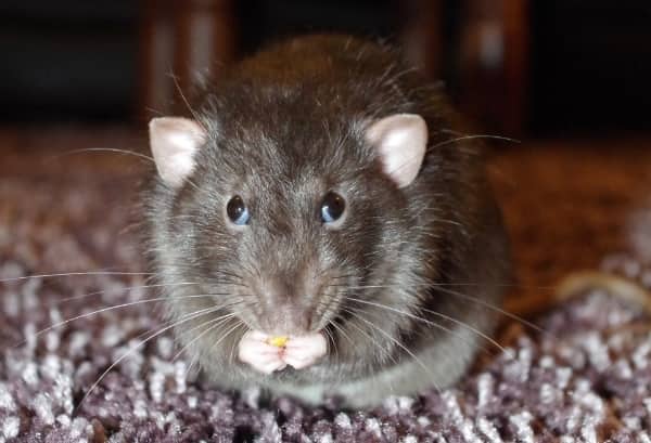 ¿En qué consiste una desratización?