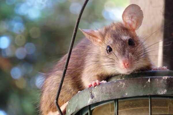 ¿Cómo se eliminan las ratas?