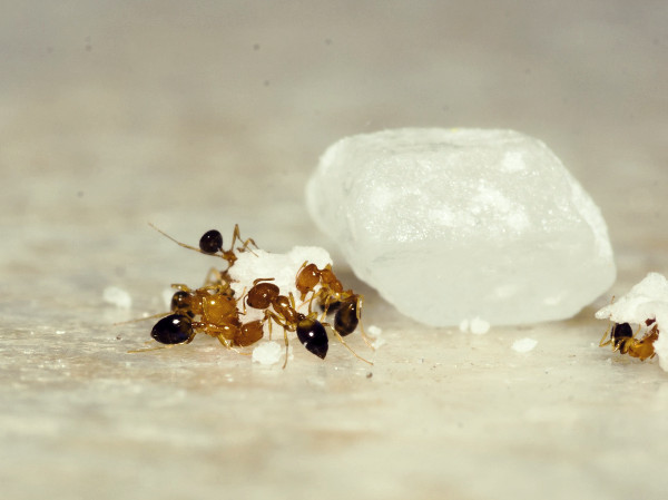 Remedio para eliminar hormigas
