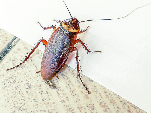 Cucaracha en el suelo de casa