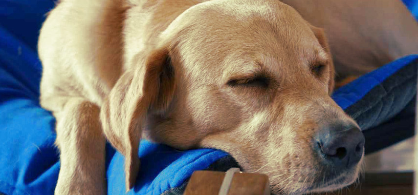Perro que ha muerto en casa