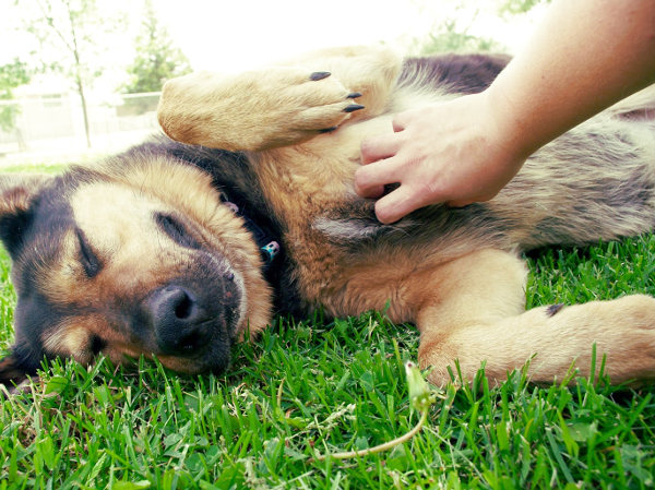 Perro que ha fallecido en casa y llevado al jardín