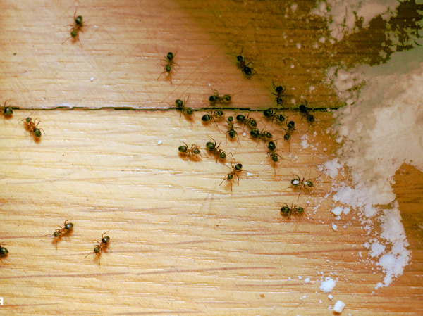 Uso de ácido bórico para eliminar hormigas