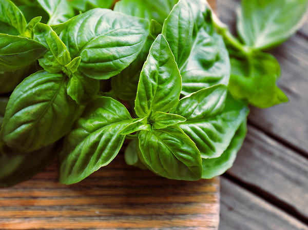 Albahaca como remedio natural para tratar las plagas de insectos de las plantas