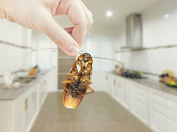 Eliminación de las cucarachas en casa