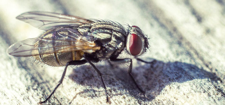 Mosca de una plaga