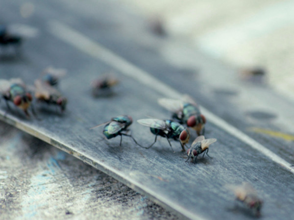 Infestación de moscas en casa