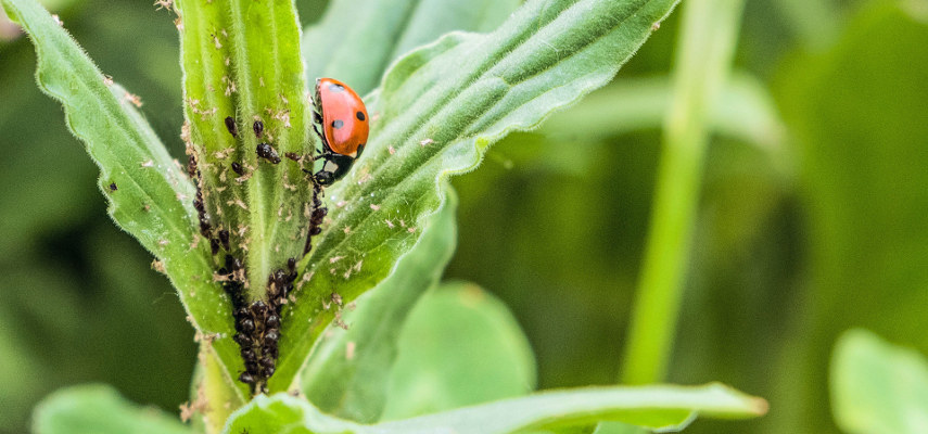 Eliminando plaga de pulgón en una planta con mariquitas