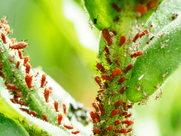 Plaga común de pulgón en las plantas de casa