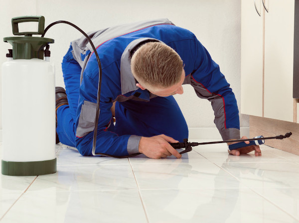 Profesional inspeccionando para detectar una plaga después de limpiar el lugar