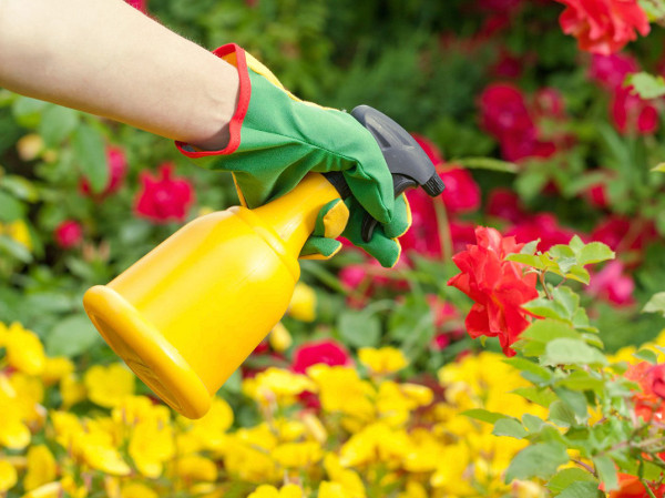 Remedio natural para tratar las plagas de las plantas de casa