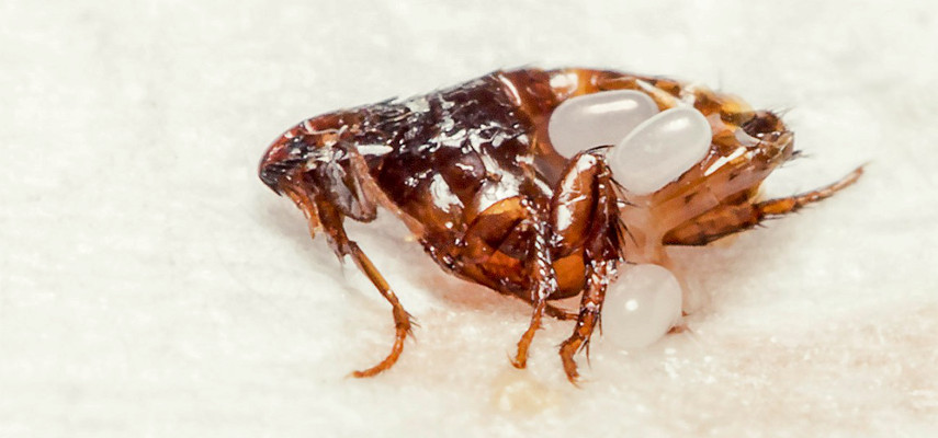 Plaga de pulgas con huevos en casa