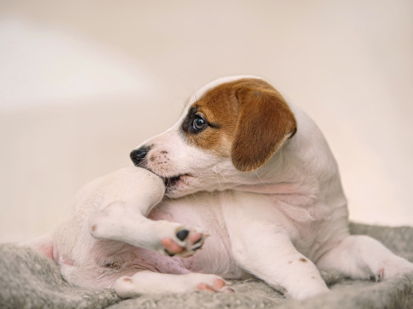 Mascota con pulgas en casa