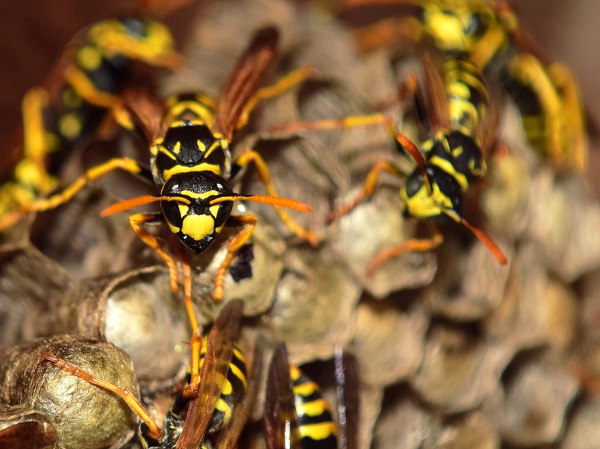 Plaga de avispas al lado de una vivienda