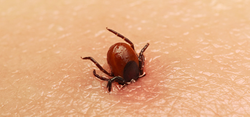 Garrapata en casa