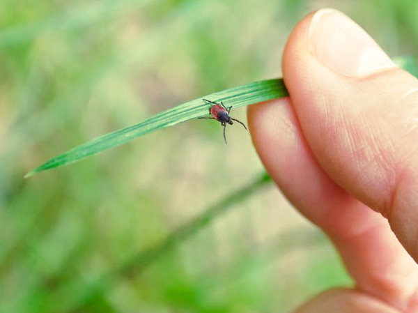 Eliminar las garrapatas del jardín