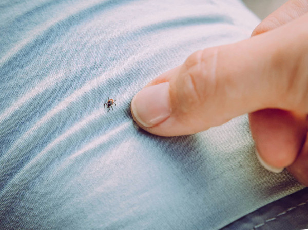 Eliminar garrapatas en el sofá de casa