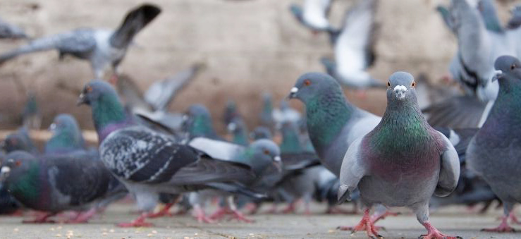 Control de aves en Madrid