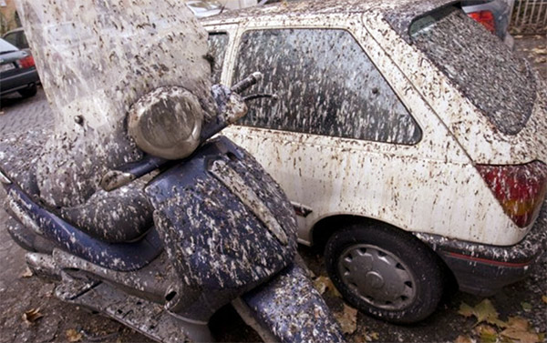 Excrementos de estorninos