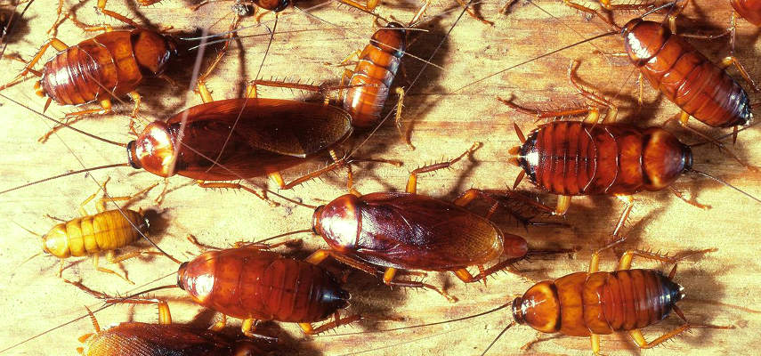 Larvas de cucaracha