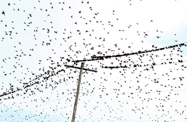 Medidas de prevención de estorninos