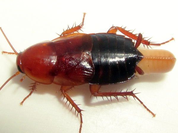 CuCaracha con una ooteca con sus crías