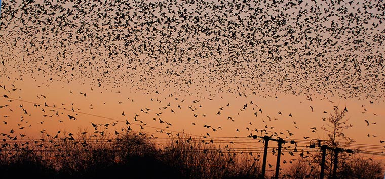 Plaga de estorninos