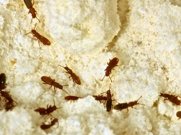 Aplicar el tratamiento adecuado contra el stegobium paniceum