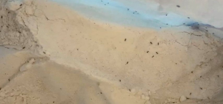 Plaga del stegobium paniceum en la industria alimentaria