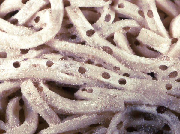 Inspeccionando si hay plaga de stegobium paniceum