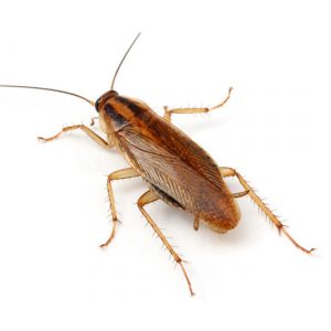 Cucaracha alemana o blattella germánica