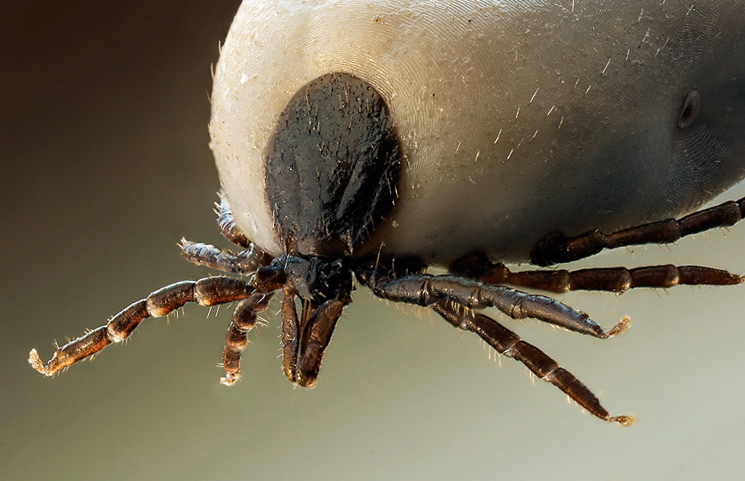 Garrapatas comunes en España