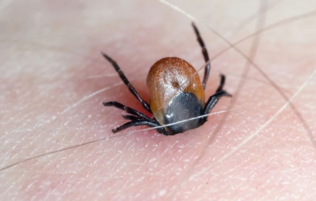 Garrapatas blandas