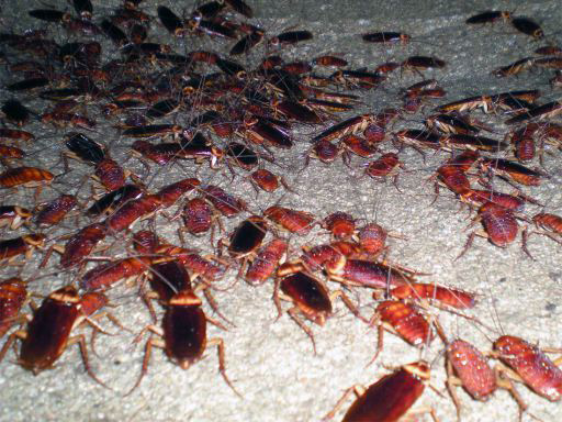 Plaga de cucarachas americanas