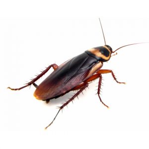 Cucaracha Americana