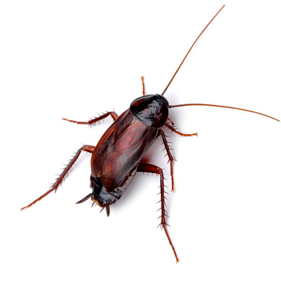 Cucaracha oriental o Blatta Orientalis