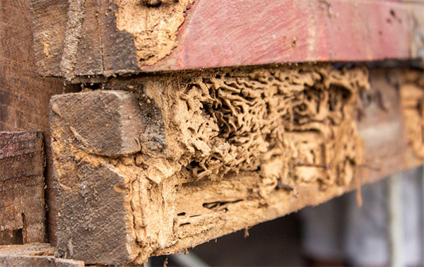 Daños de termitas en la madera