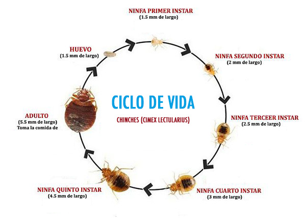 Ciclo de vida de cimex lectarius o chinche de cama