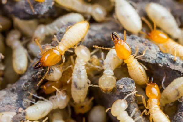 Cómo son las termitas