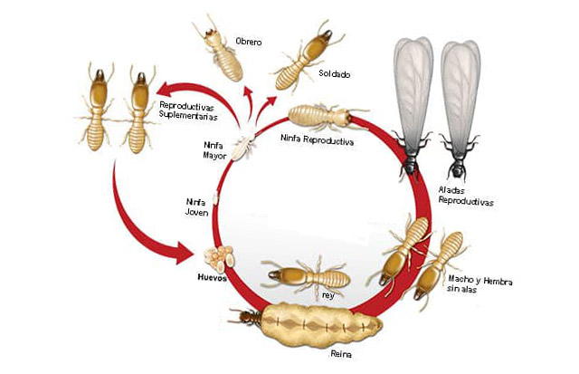 Etapas de desarrollo o clclo de vida de las termitas