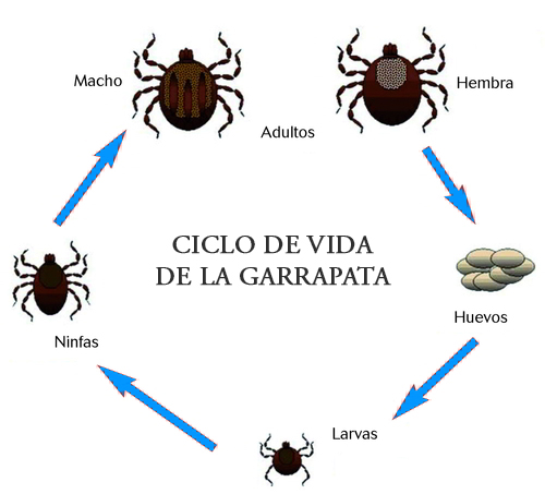 Ciclo de vida de las garrapatas