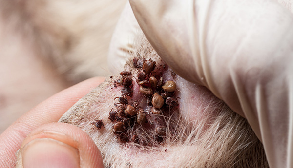 Enfermedadeds y problemas que ocasionan las garrapatas