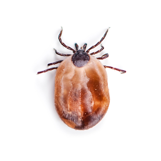 Garrapata o Ixodoidea