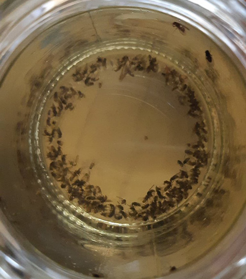 Remedios caseros contra las mosquitas de la humedad