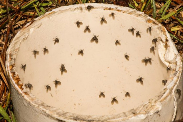 Problemas de las mosquitas de la humedad