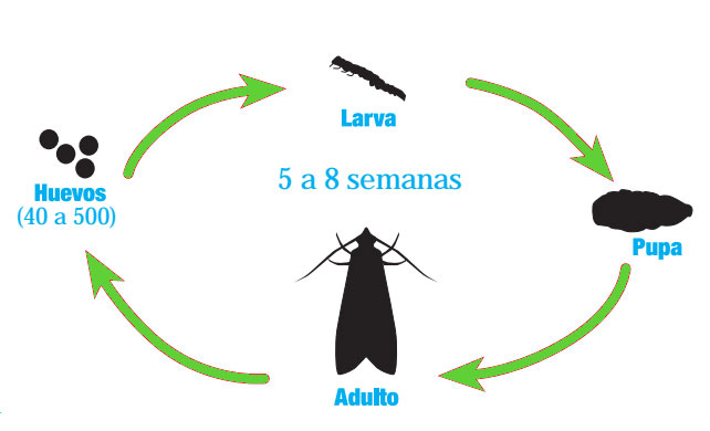 Ciclo de vida de la polilla de la ropa